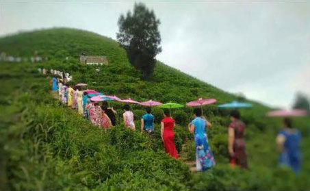 玉環(huán)火山茶基地舉辦首屆旗袍走秀活動＂當旗袍遇見火山茶的美麗邂逅＂。
